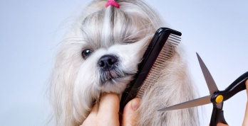 Hundefriseur – Verwöhnprogramm für den Vierbeiner