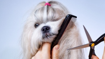 Hundefriseur – Verwöhnprogramm für den Vierbeiner