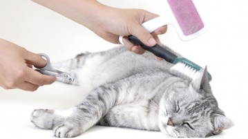 Katzenservice – Pflege vom Fell bis zu den Krallen