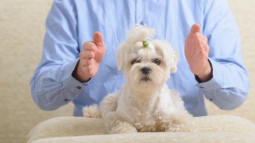 Alternative Medizin für Tiere – Kinesiologie, Osteopathie & Phytotherapie